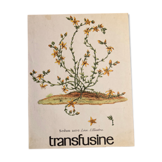 Botanical poster Vermicular