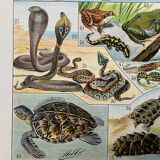 Old illustration "Reptiles"