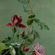Paire de tableaux de roses- circa 1900