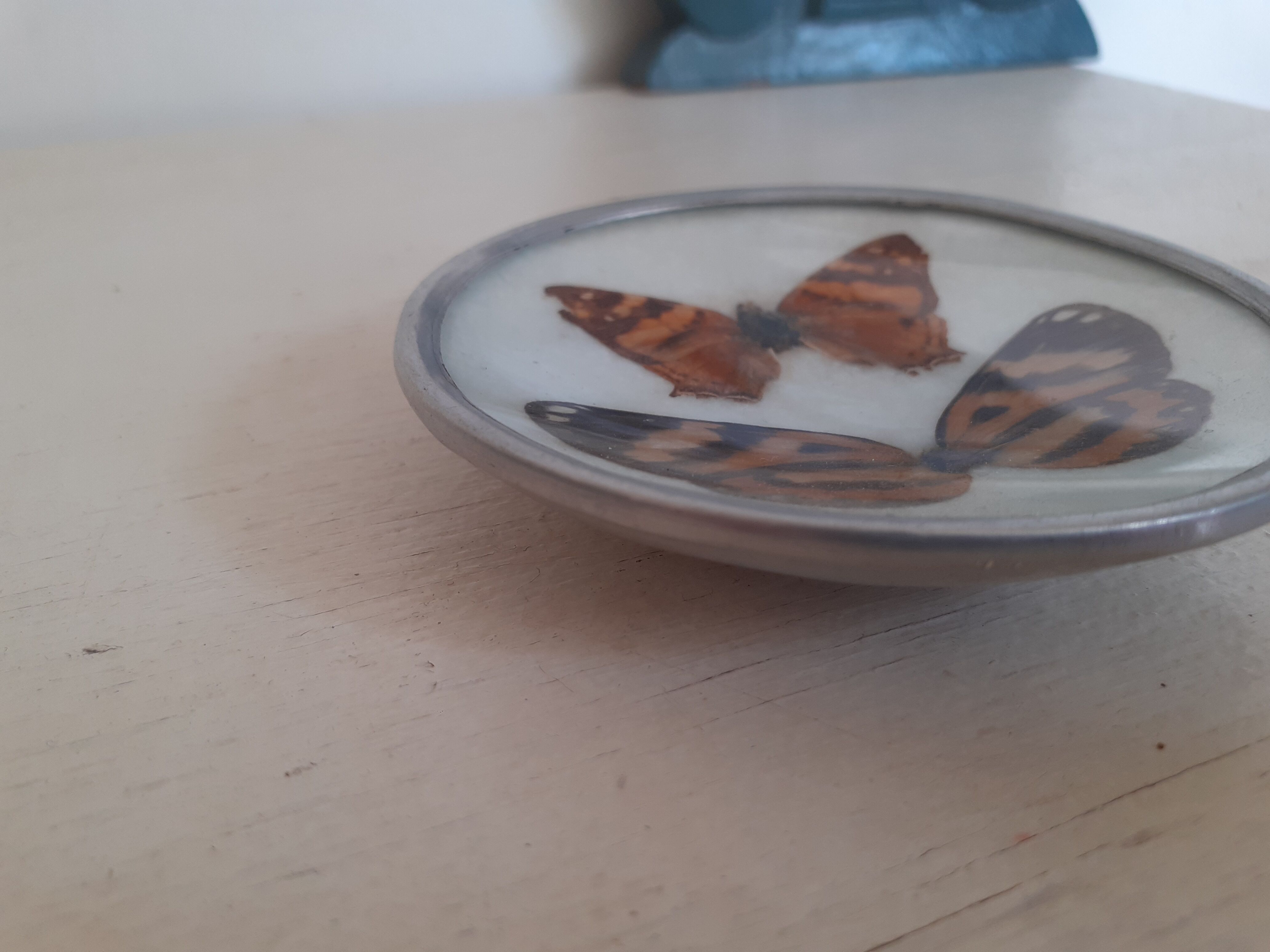 Naturalized Butterfly Year 70