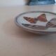 Papillon naturalisé années 70