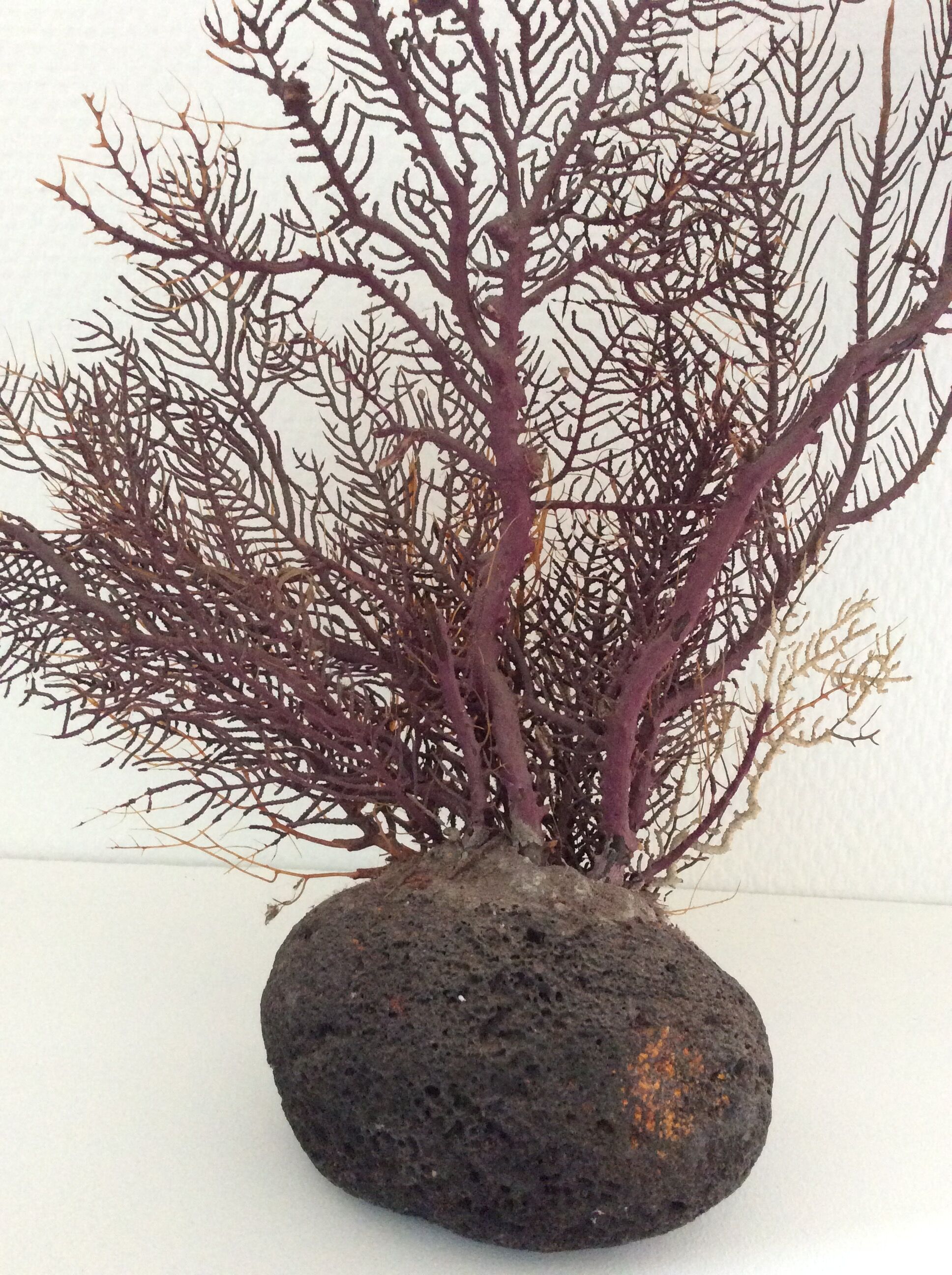 Coral vintage Gorgon