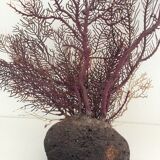 Coral vintage Gorgon