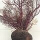 Corail gorgone vintage