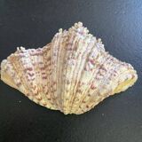 Empty shell stoup pocket