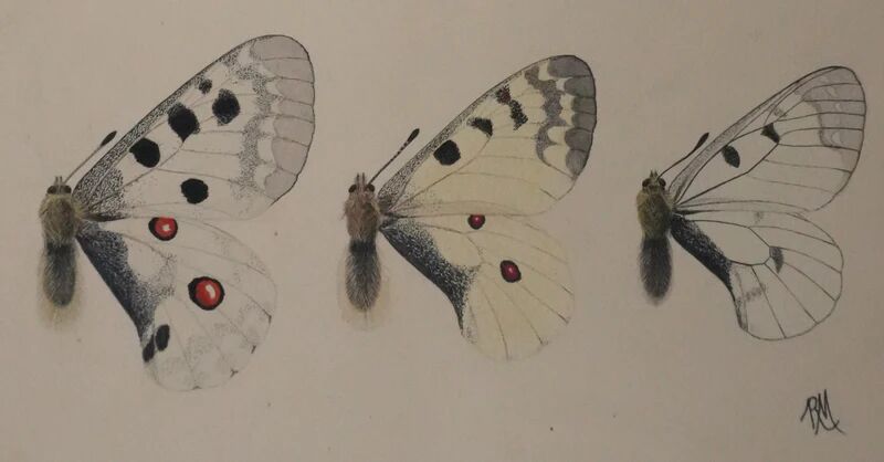 Roger metaye: yellow, black and white butterflies, original signed watercolour.