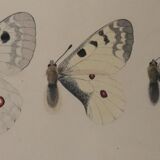 Roger metaye: yellow, black and white butterflies, original signed watercolour.