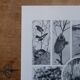 Original lithographs on birds
