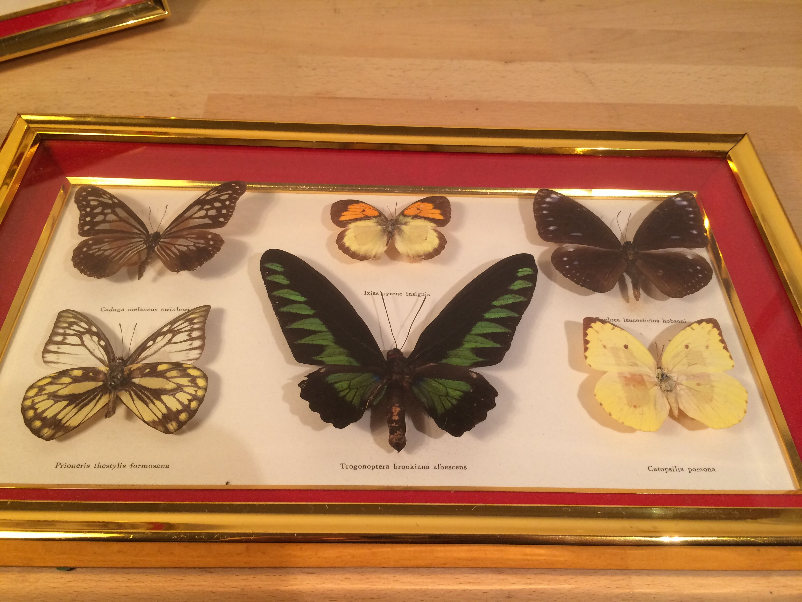 Pair of naturalized butterfly frames