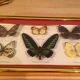 Pair of naturalized butterfly frames