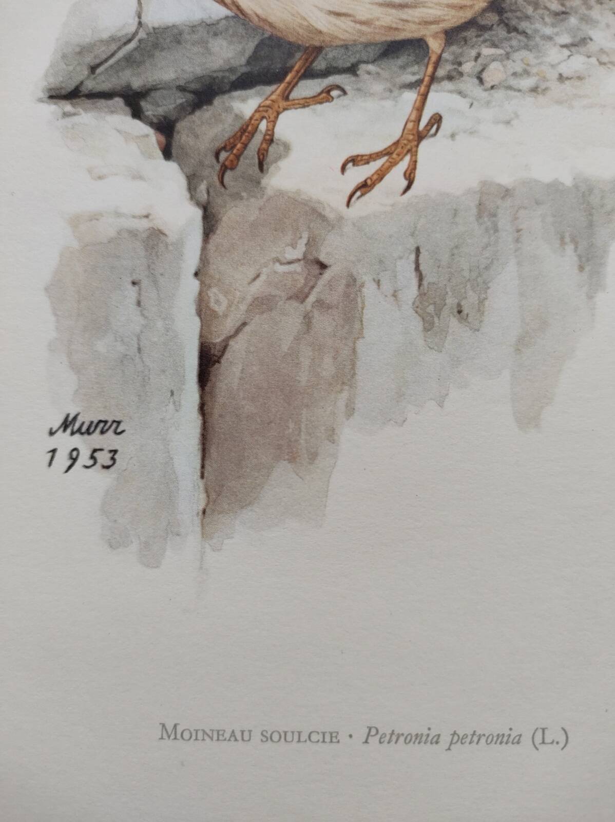 Old bird plate from the 1960s - Soulcie sparrow - Nature zoological illustration