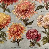 Lithographie sur les fleurs chrysanthèmes de 1921