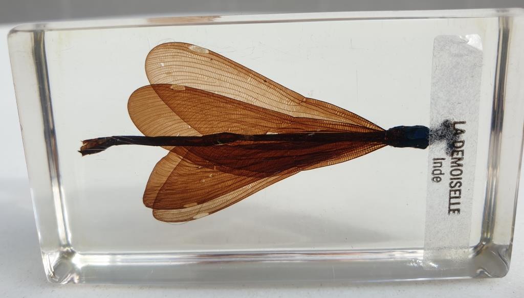 Insect under resin the Demoiselle d'Inde