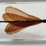 Insect under resin the Demoiselle d'Inde