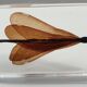 Insect under resin the Demoiselle d'Inde