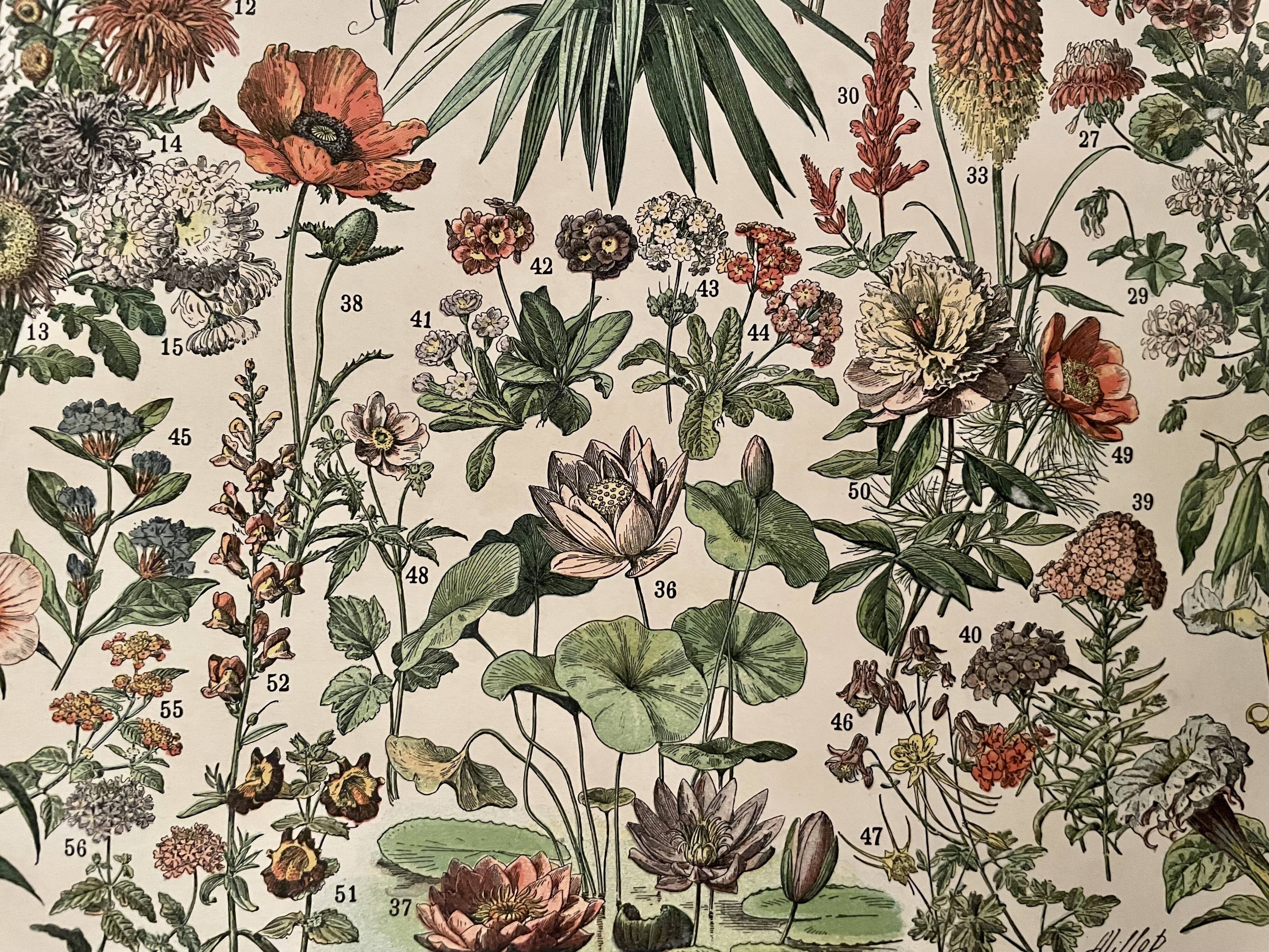 Lithographie sur les fleurs (amarante) - 1900