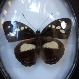 Papillon naturalisé cadre Napoléon III