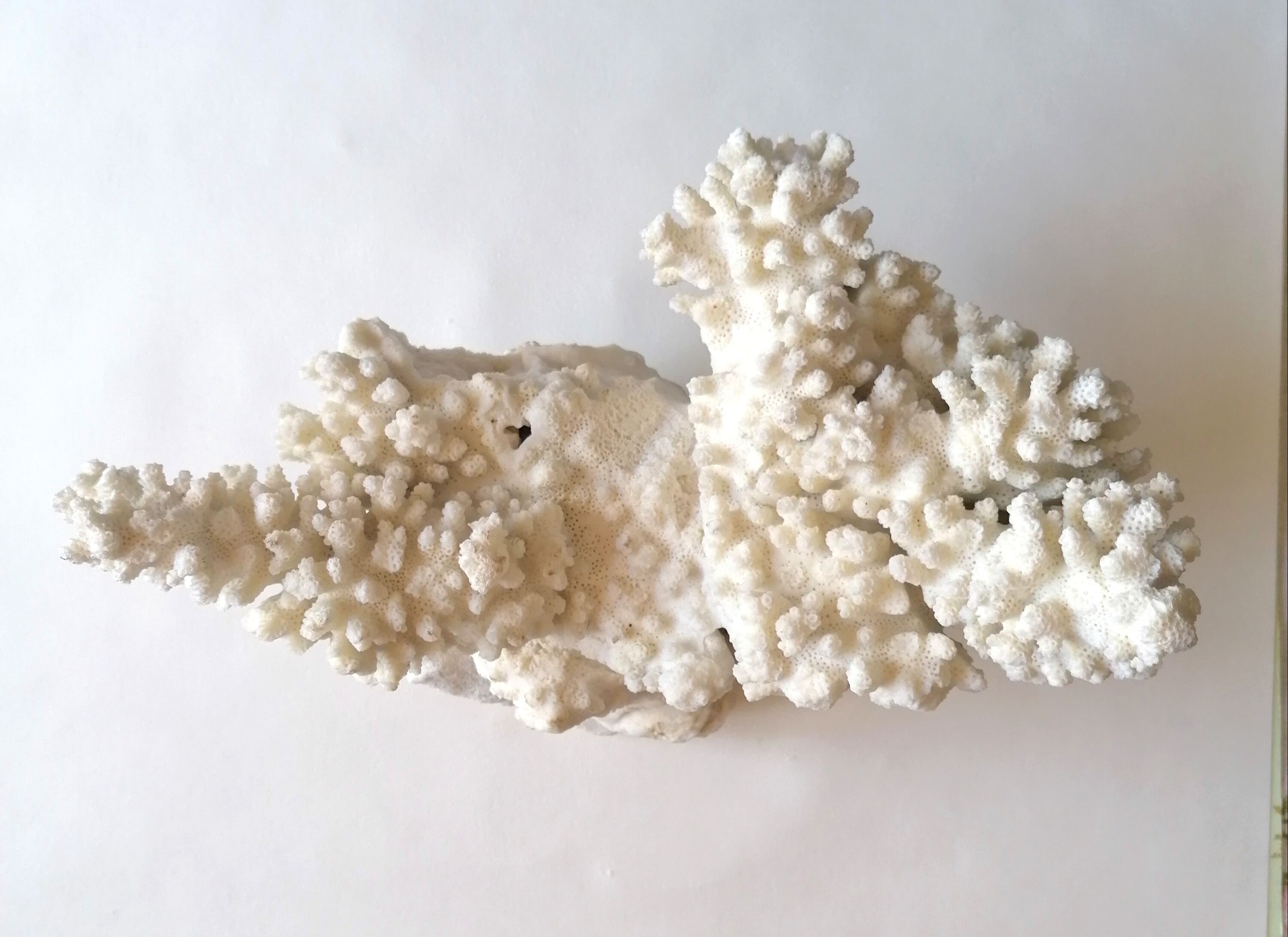 Ancient coral XL