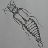 Illustration insecte