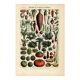 Old engraving - 1923 - Vegetable garden - by A. Millot. Kitchen plate