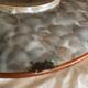 Louis Dage plate