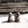 2 old Joan of Arc cast iron andirons