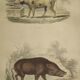 Original framed zoological plate, from 1839 " Pig & Boar "