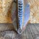 Ancient Fossil Orthoceras Polished Paperweight Vintage #D985