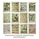Lithographie ancienne 1928 A. Millot - Papillons exotiques