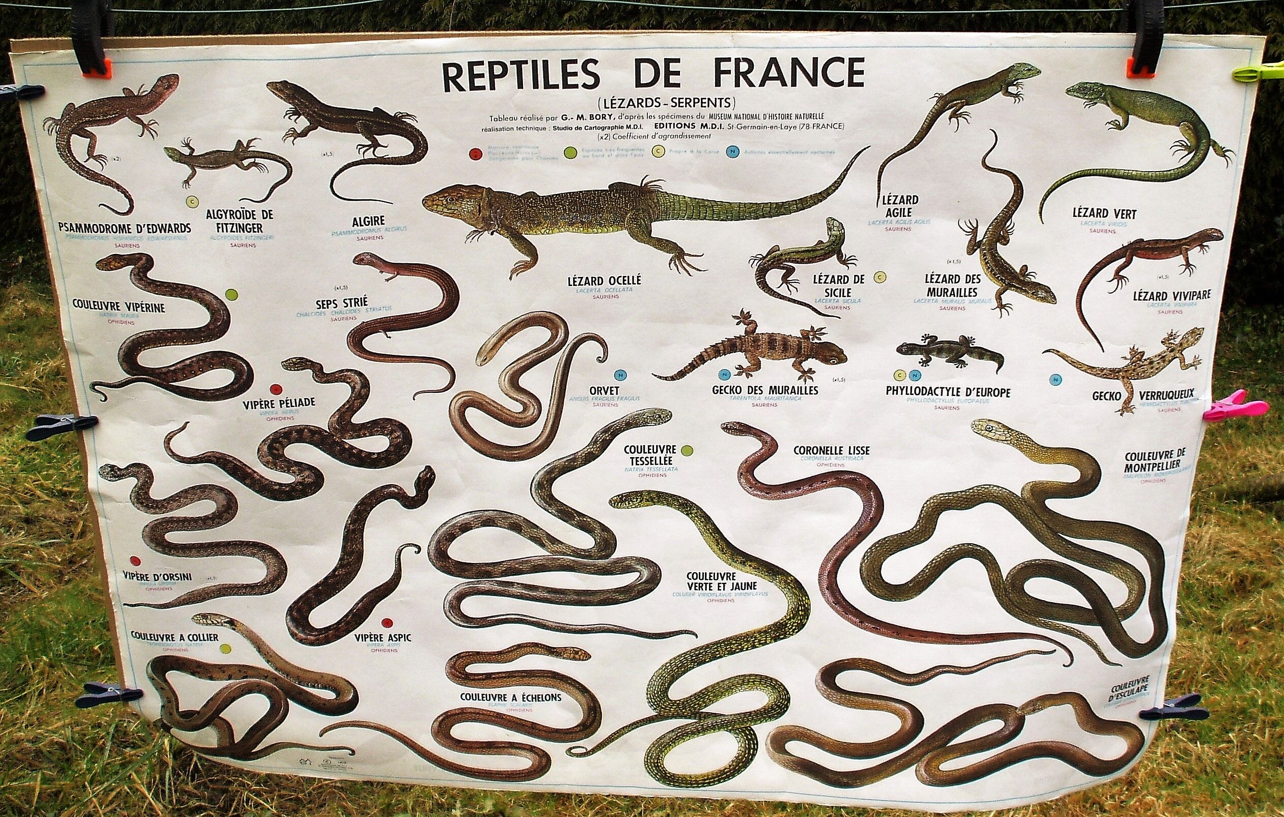 School poster reptiles and amphibians