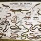 School poster reptiles and amphibians