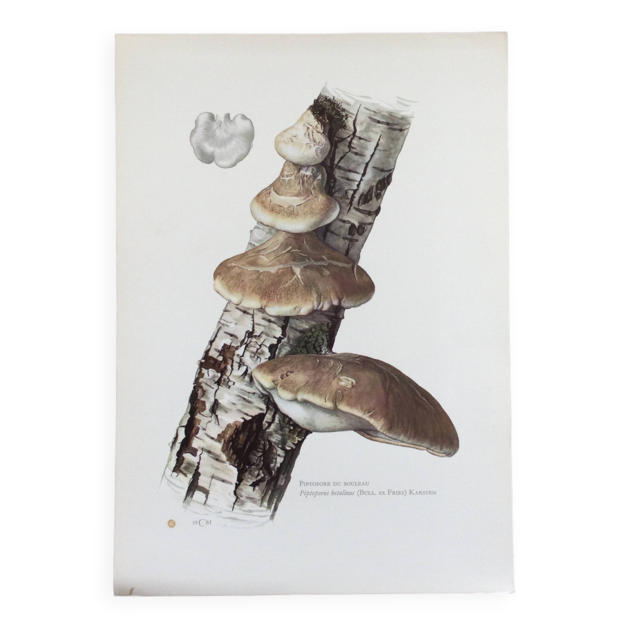 Botanical illustration Polypore Mushrooms Vintage print from the 60s.