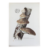 Botanical illustration Polypore Mushrooms Vintage print from the 60s.