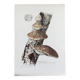 Illustration botanique Champignons  Polypore Impression vintage des années 60.