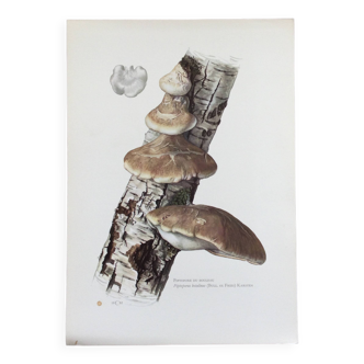 Botanical illustration Polypore Mushrooms Vintage print from the 60s.
