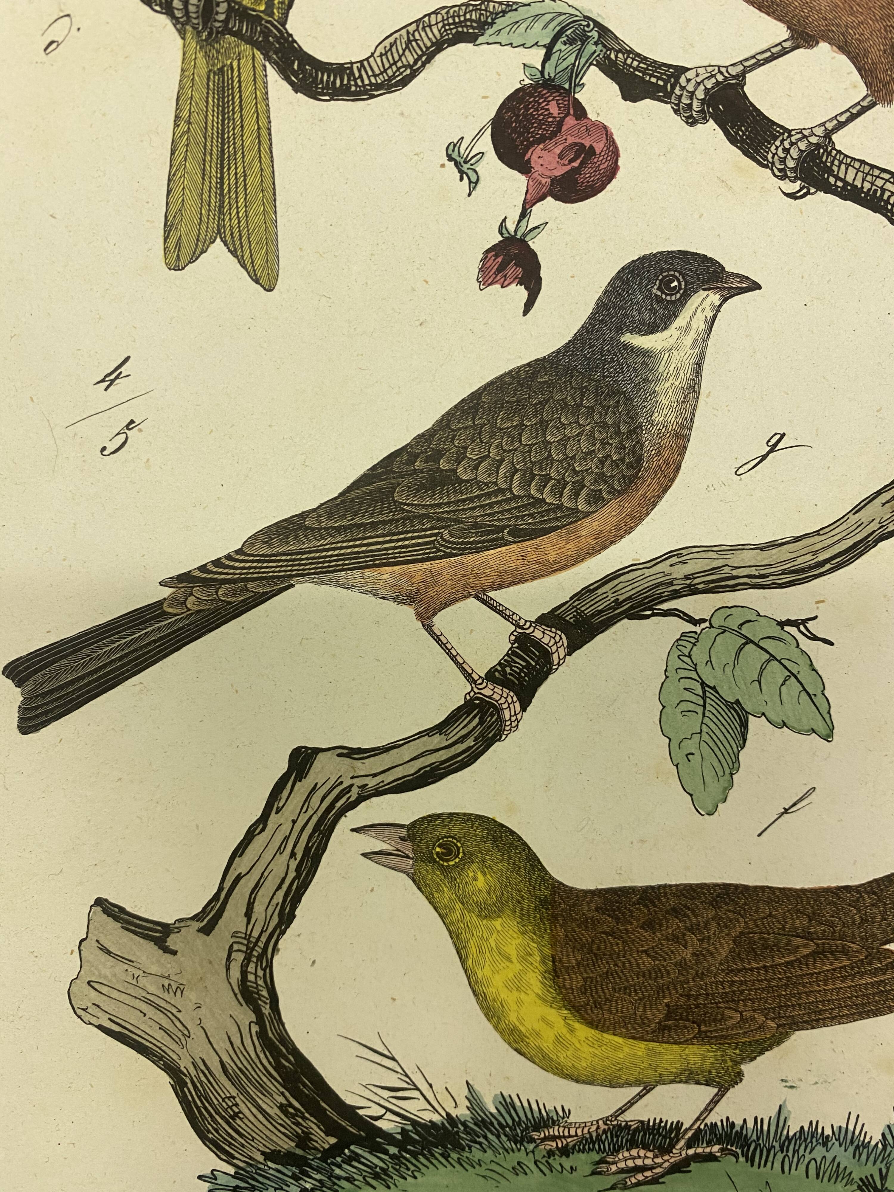 Naturalistic engraving birds