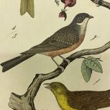 Naturalistic engraving birds