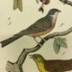 Naturalistic engraving birds