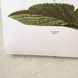 Lithographed poster pharmacy flower