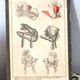 Old fashion engraving Empire 1827 "Parisian Costumes" Satin hats, velvet, blonde