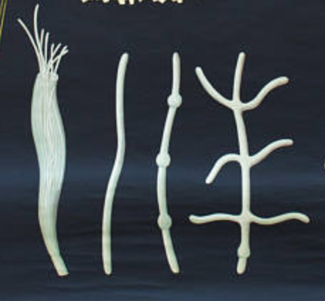 Wall poster of the Jung-Koch-Quentell School "Wheat" 1969