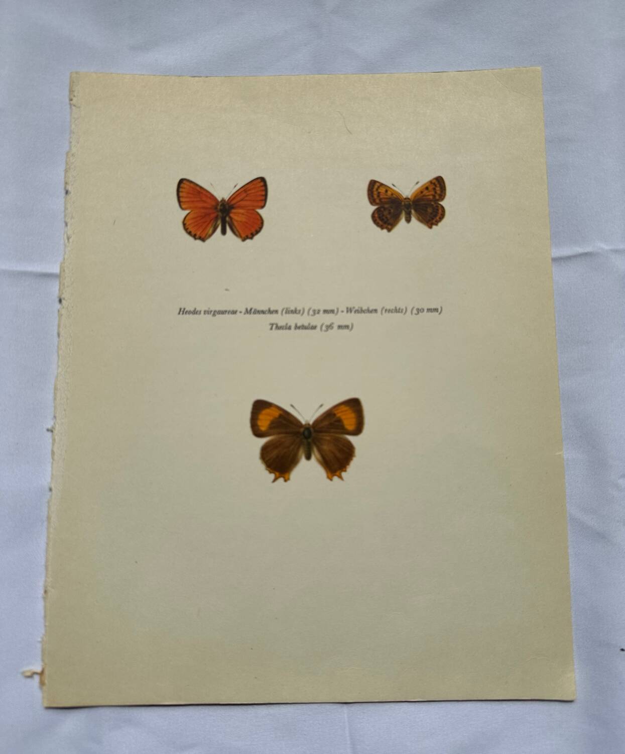 Botanical plate engraving butterfly naturalist 1900 etching antique