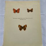 Botanical plate engraving butterfly naturalist 1900 old etching