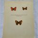 Botanical plate engraving butterfly naturalist 1900 etching antique