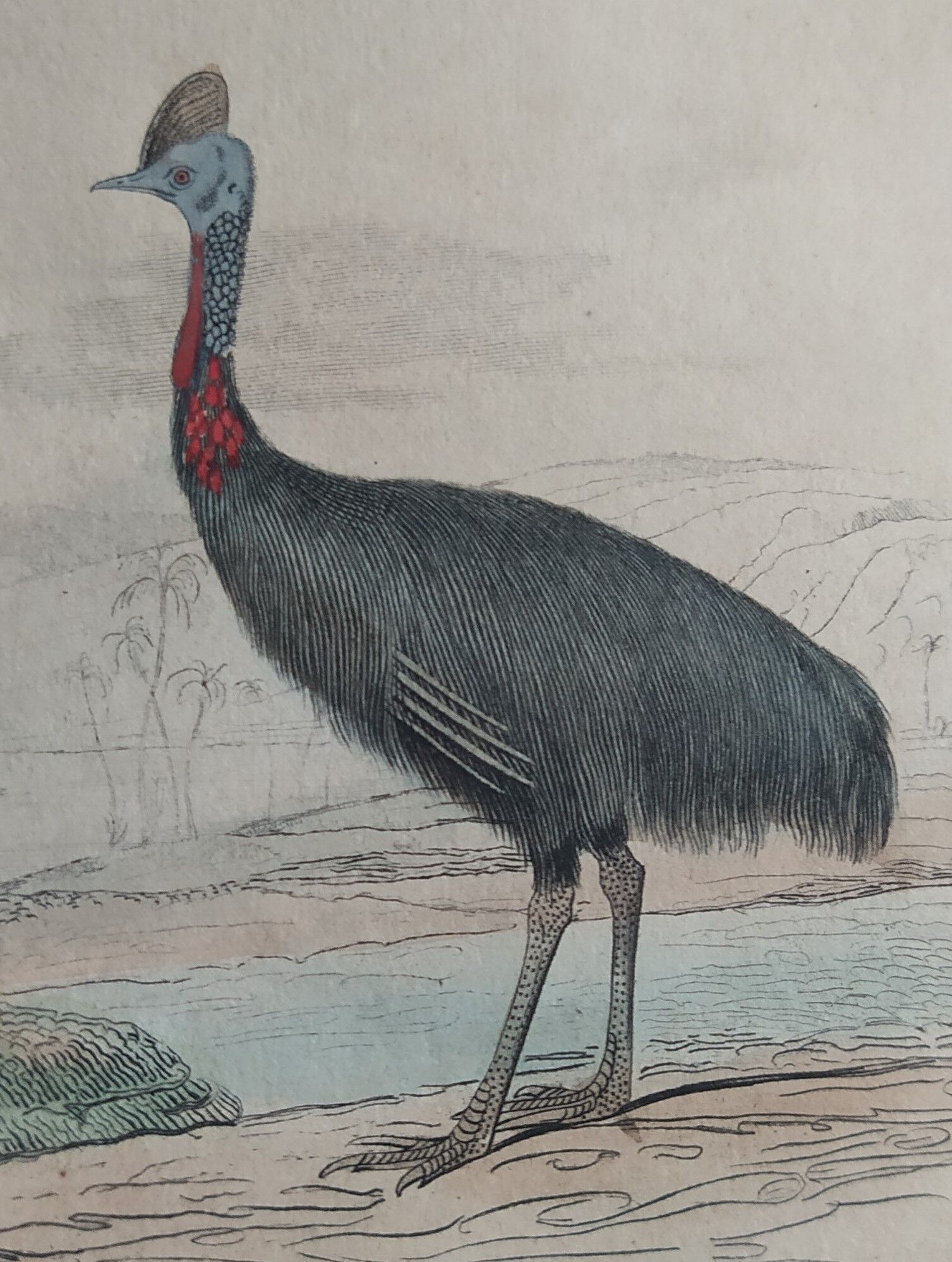 Planche ornithologique originale " autruche & casoar " - buffon 1838