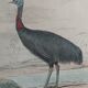 Planche ornithologique originale " autruche & casoar " - buffon 1838