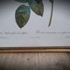 Lithograph frame rose semi double leaning buttons 43