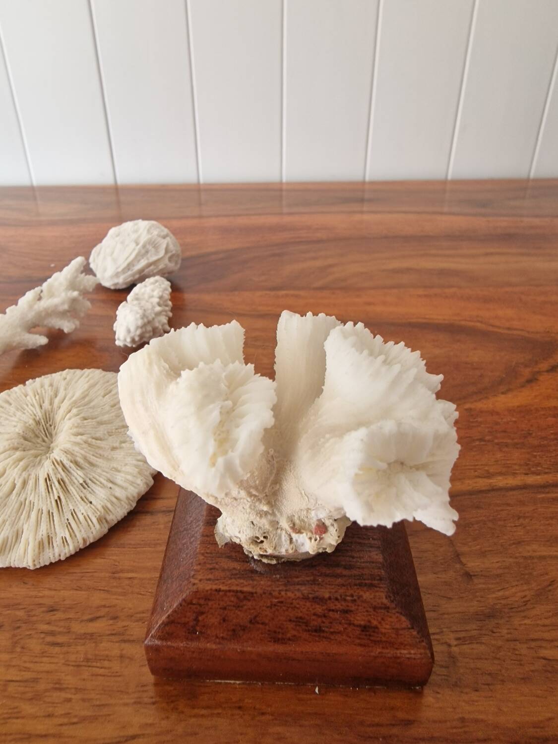 Lot of 5 corals