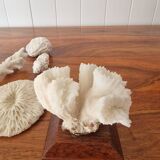 Lot of 5 corals