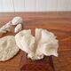 Lot of 5 corals